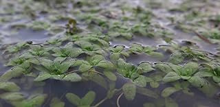 Callitriche Stagnalis (Starwort) Oxygenating Pond Plant - Fish or Wildlife Pond and bog Aquatic Plants - 2 Bunches