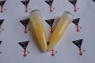 Protein Shake for live queen ant and ants! (2 vials)