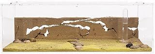 AntHouse - Natural sand ant farm - Big acrylic starter set 30x15x10 cm (ants)