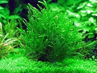 Fontinalis Antipyretica Oxygenating Pond Plant - Fish or Wildlife Pond and bog Aquatic Plants - 2 Bunches