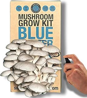 Growing kit Blue Oyster XL - Harvest in 14 days - Growth Guaranteed - Ideal Mushroom Gifts Foodie/Gardening Fun, Easy & Delicious | Grow Your Own Oyster Mushrooms