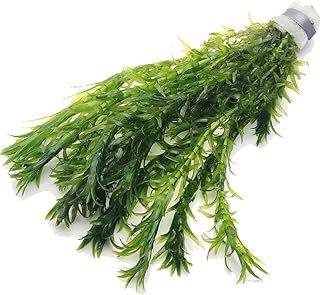 10 ELODEA DENSA - Oxygenating Weed Live Pond Plant Water Aquarium Aquatic Plants Egeria