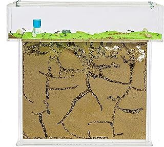 AntHouse - Natural Sand Ant Hill | Acrylic T BIG Kit 25x20x1,5 cm | Ant Farm