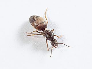 Antsrus live queen ant Lasius niger queen with 1-4 workers (starter kit)